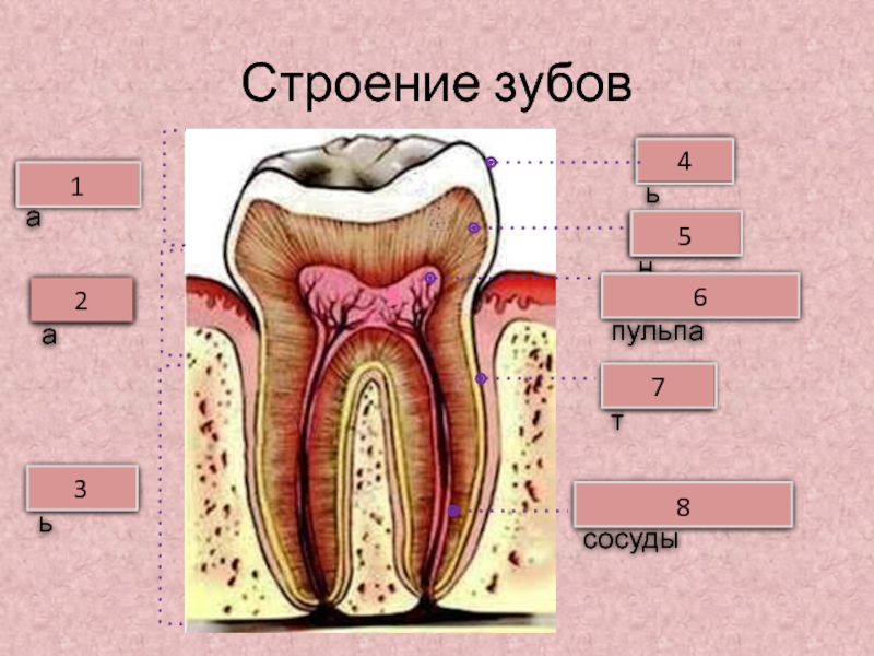 Рисунок зуба биология 8 класс