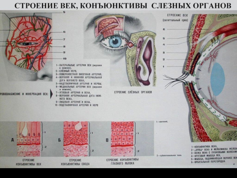 Заболевания век конъюнктивы и слезных органов презентация