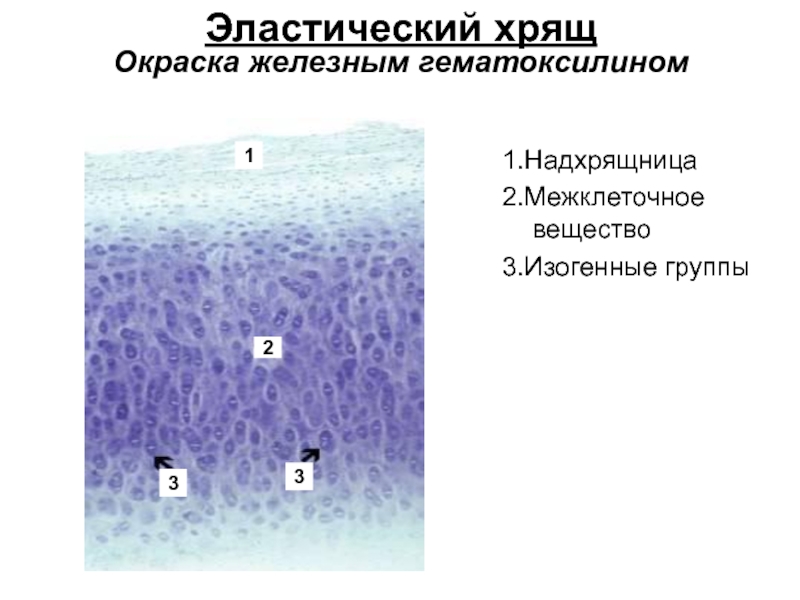 Эластический хрящ гистология рисунок