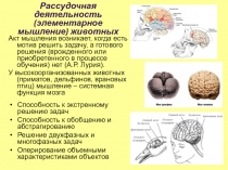 Рассудочная деятельность (элементарное мышление) животных