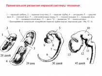 1 — нервный гребень; 2 — нервная пластина; 3 — нервная трубка; 4 — эктодерма; 5