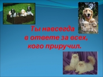 Ты навсегда в ответе за всех, кого приручил