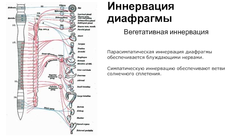 Иннервация это простыми словами. Грудобрюшная диафрагма иннервация. Симпатическая и парасимпатическая иннервация. Иннервация кишечника анатомия. Иннервация диафрагмы осуществляется ветвями сплетения.