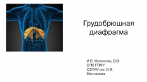 Грудобрюшная диафрагма
И.Б. Мизонова, Д.О.
СПб ГПМУ
СЗГМУ им. И.И. Мечникова