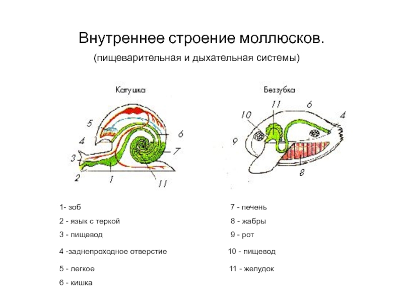 Моллюски схема строения