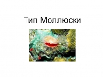 Тип Моллюски