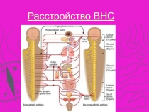 Расстройство ВНС