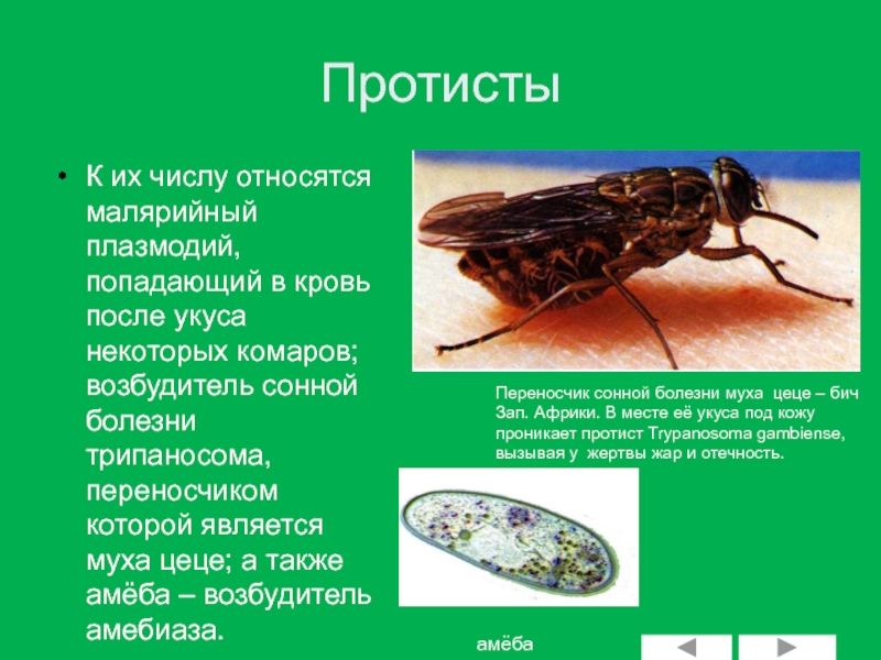 Основной хозяин муха цеце основной хозяин человек. Трипаносомоз Муха ЦЕЦЕ. Муха ЦЕЦЕ переносчик сонной болезни. Сонная болезнь возбудитель ЦЕЦЕ. Переносчиком какого заболевания является Муха ЦЕЦЕ.