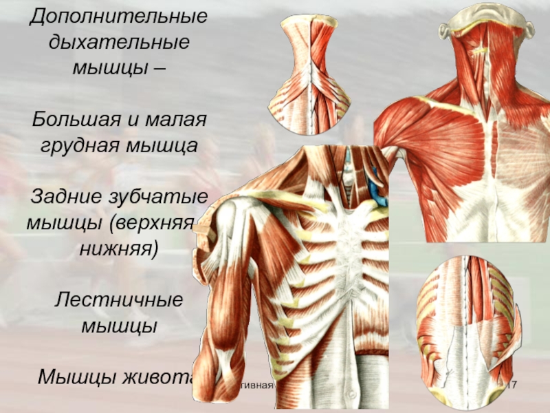 Вспомогательные мышцы. Мышцы участвующие в акте дыхания анатомия. Вспомогательные дыхательные мышцы. Основная и вспомогательная дыхательная мускулатура. Основные и вспомогательные дыхательные мышцы.