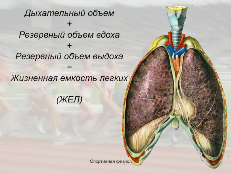 Рассмотрите рисунок с изображением функционального деления общей емкости легких