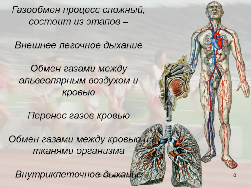 Процесс газообмена между альвеолярным воздухом и кровью. Внешнее дыхание это газообмен между кровью и тканями. Внешнее дыхание газообмен между альвеолярным воздухом и кровью. Внешнее легочное дыхание. Обмен газов между легочным воздухом и