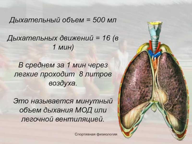 Какая емкость легких у человека. Дыхательная емкость легких. Объём лёгких. Дыхательные движения. Дыхательный объем легких.