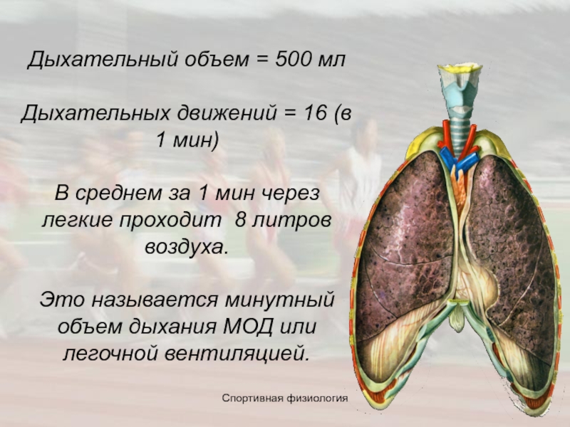 Дыхание объем легких. Дыхательный объем. Дыхательный объём лёгких. Объем легкого человека. Жизненная емкость легких и дыхательные объемы..