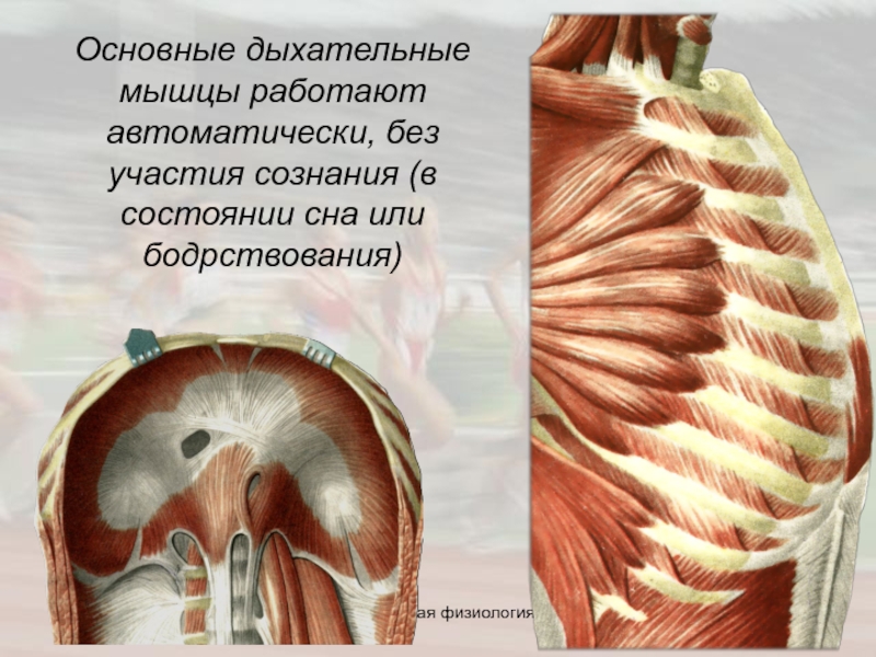 Рассмотрите картинку и укажите под какими цифрами указаны мышцы работающие при вдохе