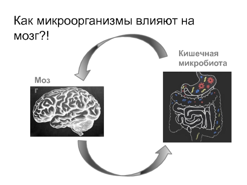 Микробиота человека презентация