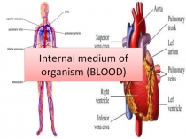 Internal medium of organism (BLOOD)