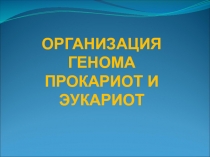 ОРГАНИЗАЦИЯ ГЕНОМА ПРОКАРИОТ И ЭУКАРИОТ