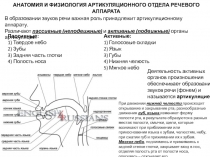 АНАТОМИЯ И ФИЗИОЛОГИЯ АРТИКУЛЯЦИОННОГО ОТДЕЛА РЕЧЕВОГО АППАРАТА
В образовании