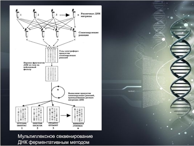 Секвенирование днк презентация