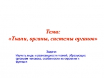 Тема: Ткани, органы, системы органов