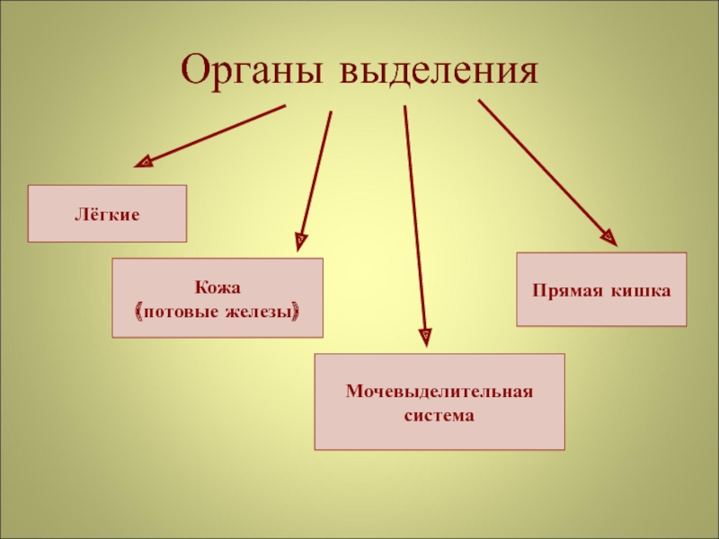 Эффекты выделения в презентации