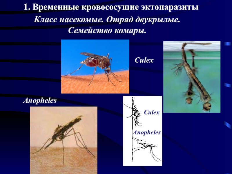 Эктопаразиты это кто. Временные кровососущие эктопаразиты. Эктопаразиты представители. Семейство комары.