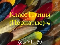 Класс Птицы (Пернатые)-4