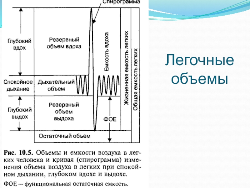 Схема легочных объемов