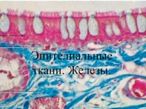 Эпителиальные ткани. Железы