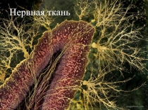 Нервная ткань