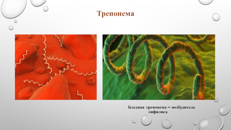 Трепонема микробиология презентация