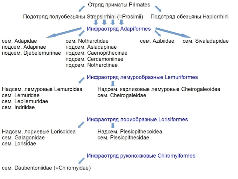 Схема классификация приматов