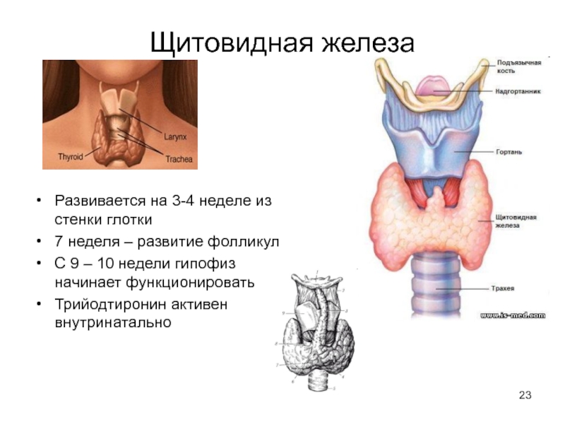 В какой полости расположена щитовидная железа. Строение доли щитовидной железы. Анатомическое строение щитовидной железы человека. Щитовидная железа наружное строение. Щитовидная железа анатомия функции.