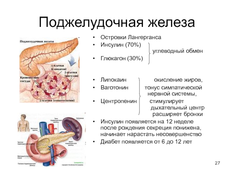 Каково внутреннее строение поджелудочной железы. Анатомическое строение поджелудочной железы. Поджелудочная строение и функции. Поджелудочная железа анатомия функции. Строение стенки поджелудочной железы.