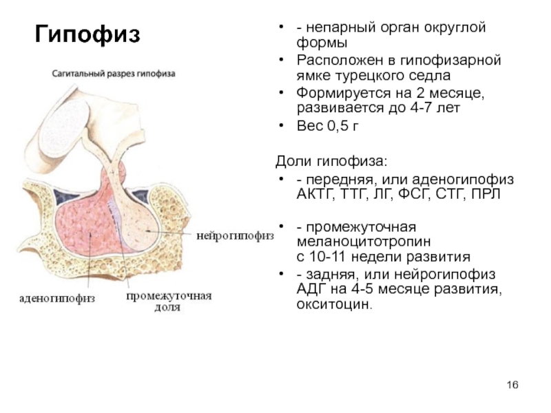 Формирующееся турецкое седло в головном мозге. Анатомические структуры передней доли гипофиза. Внутреннее строение гипофиза. Гипофиз анатомия функции.