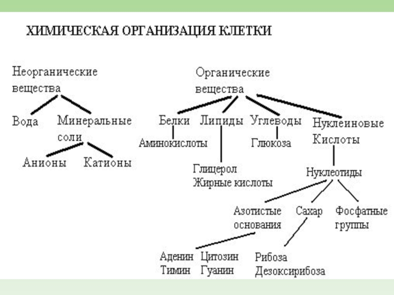 Презентация неорганические вещества клетки вода и минеральные соли