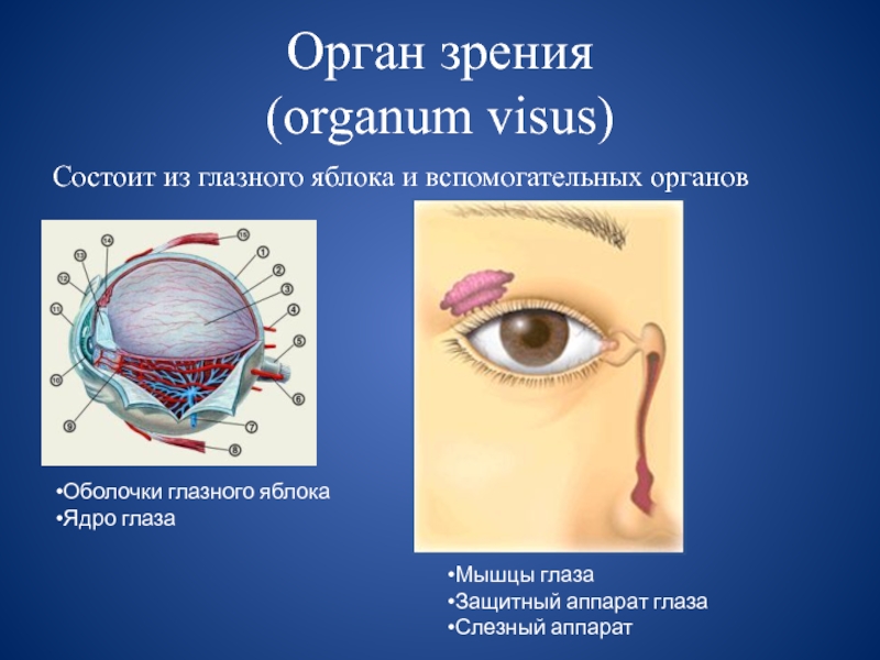 Орган зрения анатомия презентация