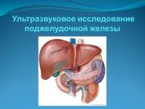 Ультразвуковое исследование поджелудочной железы