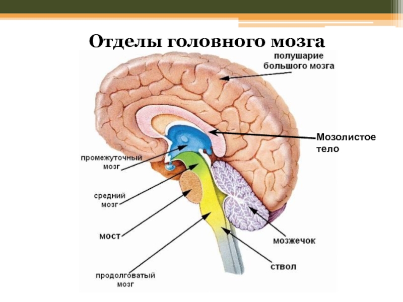 Отделы мозга и их функции 8 класс. Отделы головного мозга строение и функции анатомии человека. Строение и функции структур головного мозга. Биология головной мозг отделы и функции. Строение и функции головного мозга конспект.