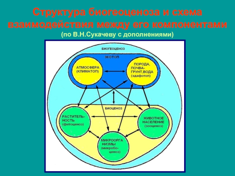 Схема развития биогеоценоза