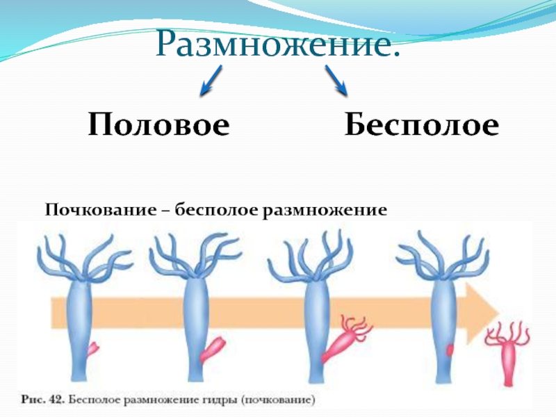 Схема процесса почкования