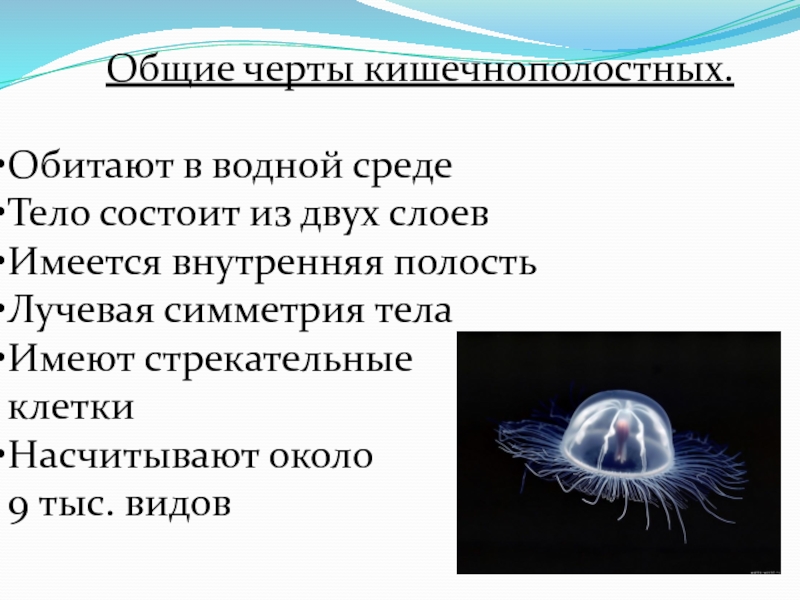 Медуза какая симметрия тела