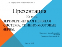 Периферическая нервная система. Спинно-мозговые нервы