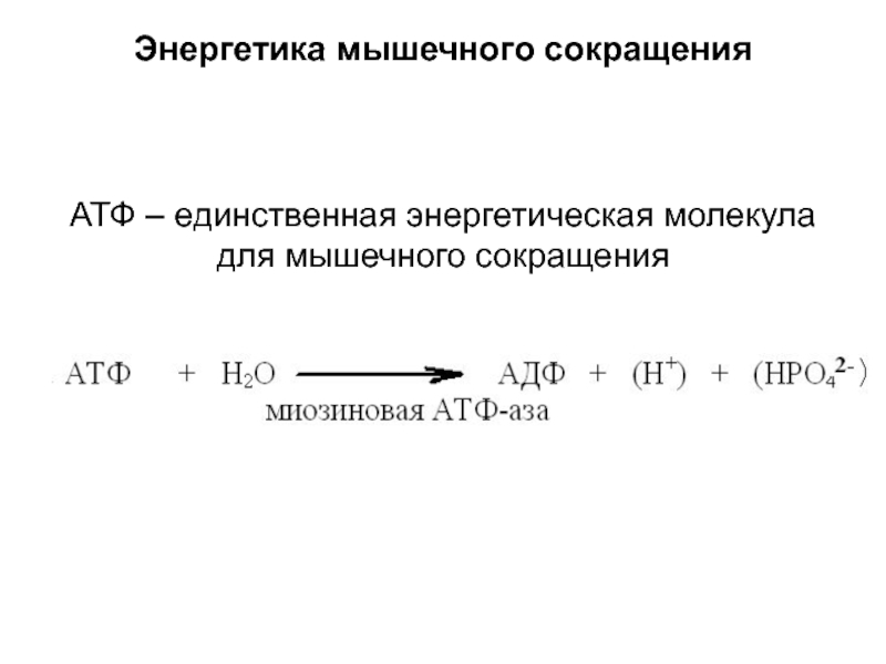 Энергетические молекулы