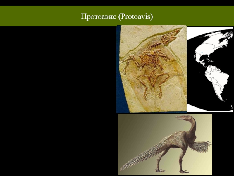 Протоавис. Будущая Эволюция птиц. Химера протоавис. Протоавис втриасе.