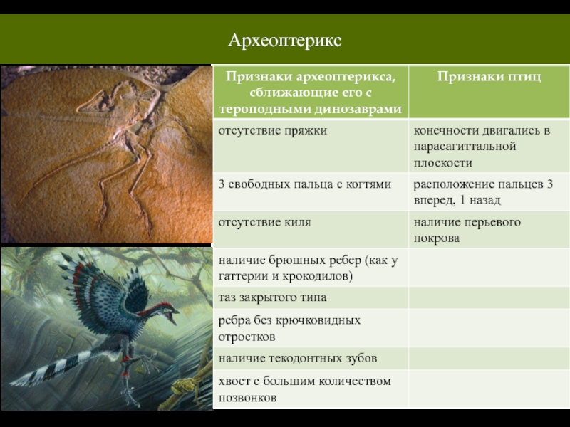 Сходство археоптерикса с рептилиями. Археоптерикс Эволюция птиц. Археоптерикс признаки рептилий. Особенности археоптерикса. Археоптерикс скелет.