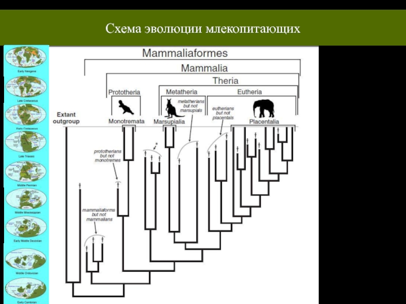 Развитие млекопитающих схема