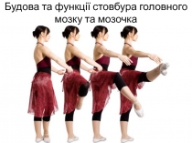 Будова та функції стовбура головного мозку та мозочка