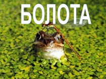 БОЛОТА