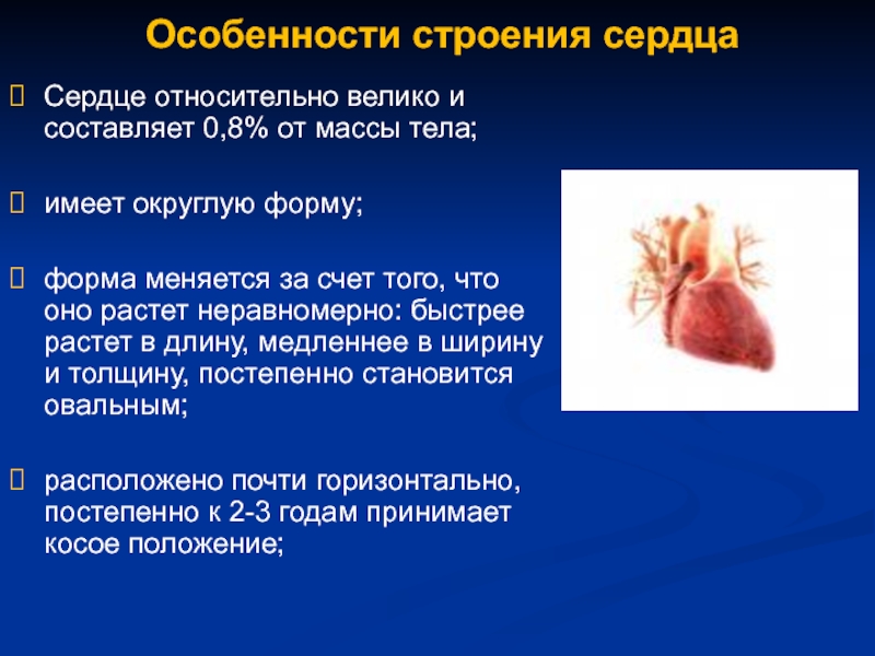 Особенности сердца. Особенности строения сердца. Строение сердца характеристика. Анатомические особенности сердца. Специфика сердца.